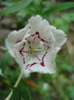 Dianthus chinensis (2011, June 18)