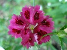 Dianthus chinensis (2011, June 18)