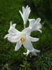 Madonna Lily (2011, June 18)