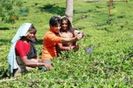 parul34