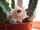 Huernia namaquensis (6)