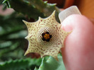 Huernia namaquensis (1)