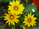 GAZANIA