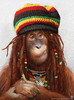 Jamaican Monkey