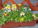 mimulus 2o iunie