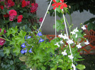 lobelia din seminte