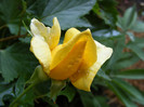 Golden Perfume