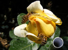 Golden Perfume