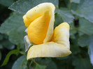 Golden Perfume