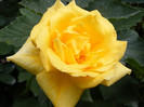 Golden Perfume