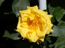 Golden Perfume