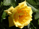 Golden Perfume