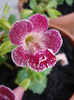 Mimulus_Monkey Flower (2011, Jun.18)