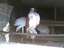 P22-06-11_12.41[2]