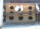 P22-06-11_12.41[5]