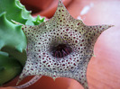 Huernia campanulata (5)