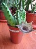 Huernia campanulata