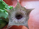 Huernia campanulata (10)