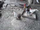 P03-06-11_20-46[1]