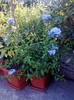 plumbago