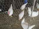 DSCN1490