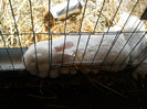 DSCN1492