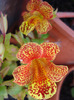 Mimulus_Monkey Flower (2011, Jun.23)