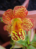 Mimulus_Monkey Flower (2011, Jun.23)