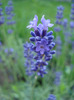 Lavender_Lavanda (2011, June 19)