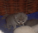 British shorthair
