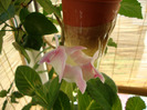 rosalinda