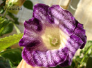 tigrina blue 2