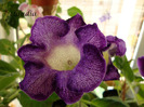 tigrina blue 2