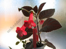 Kohleria Ruby 8
