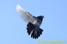 phoca_thumb_l_DSC00756