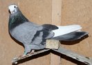 phoca_thumb_l_DSC01419