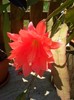 epiphyllum