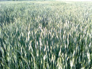 Cultura de triticale