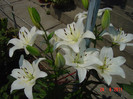 Picture 1853