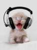 pisic+casti muzica!