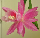 Epiphyllum-mai