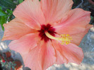 hibiscus