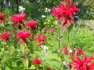 monarda
