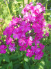 flox