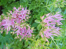 sedum