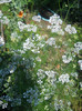 DSCN1431