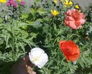2406201114148