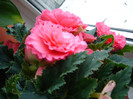 DSC03534