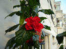 DSC03558