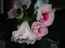 DSC03561